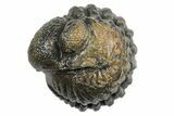 Wide Enrolled Morocops Trilobite - Morocco #296598-1